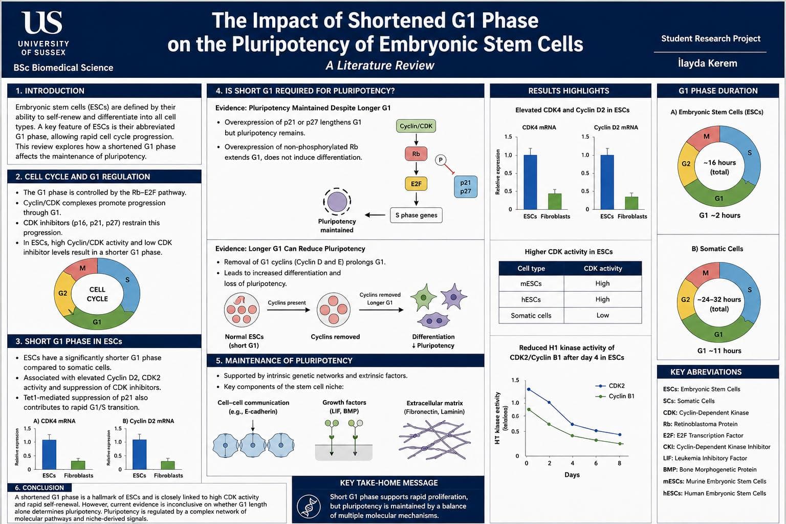 Understanding the influence of cell cycle on the maintenance of pluripotency in embryonic stem cells.